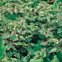 Houttuynia cordata