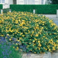 Hypericum calycinum