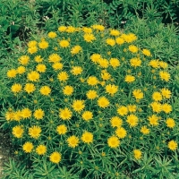 Inula ensifolia