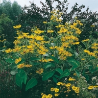 Inula helenium