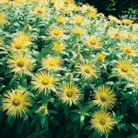 Inula hookeri