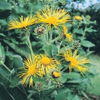 Inula magnifica