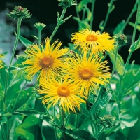 Inula orientalis