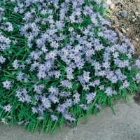 Ipheion uniflorum