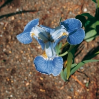 Iris ensata 'Ocean Mist'