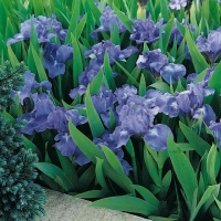 Iris Barbata-nana 'Sapphire Gem'