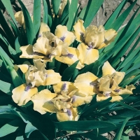 Iris Barbata-nana 'Sarah Taylor'