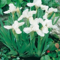 Iris Barbata-nana 'Crispy'