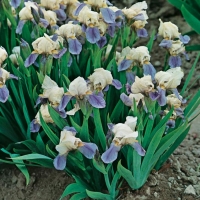 Iris Barbata-nana 'Dancing Bee'