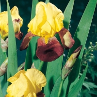 Iris Barbata-elatior 'Accent'