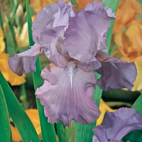 Iris Barbata-elatior 'Amethyst Flame'