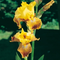 Iris Barbata-elatior 'Bengal Tiger'