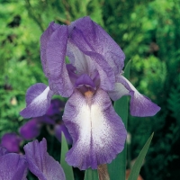 Iris Barbata-elatior 'Blue Shimmer'