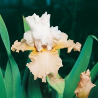 Iris Barbata-elatior 'Champagne Elegance'