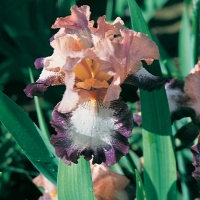 Iris Barbata-elatior 'Change of Pace'