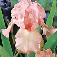 Iris Barbata-elatior 'Fashion Fling'