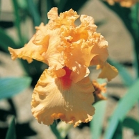 Iris Barbata-elatior 'Fringe Benefits'