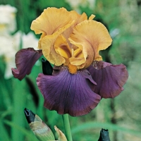 Iris Barbata-elatior 'Gala Madrid'