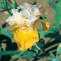 Iris Barbata-elatior 'Gold Frosting'