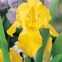 Iris Barbata-elatior 'Granada Gold'