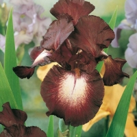 Iris Barbata-elatior 'High Life'