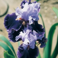 Iris Barbata-elatior 'In Town'