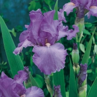 Iris Barbata-elatior 'Mary Frances'