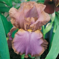 Iris Barbata-elatior 'Punchline'