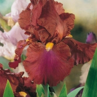 Iris Barbata-elatior 'Royal Tapestry'