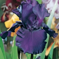 Iris Barbata-elatior 'Royal Touch'