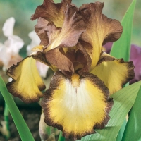 Iris Barbata-elatior 'Showcase'