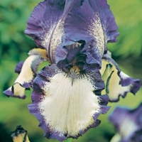 Iris Barbata-elatior 'Steeping Out'