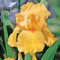 Iris Barbata-elatior 'Tangerine Sky'