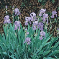 Iris pallida