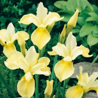 Iris sibirica