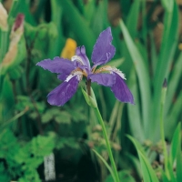 Iris tectorum