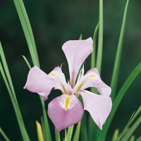 Iris unguicularis (Iris stylosa)