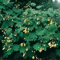 Kirengeshoma palmata