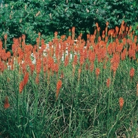 Kniphofia galpinii