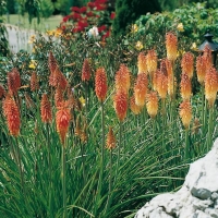 Kniphofia Ibridi