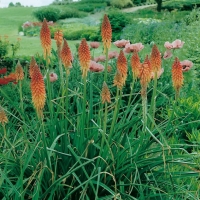 Kniphofia uvaria 'Grandiflora'