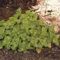 Lamium maculatum