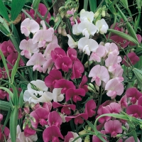 Lathyrus latifolius