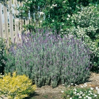 Lavandula dentata