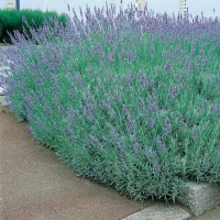 Lavandula x intermedia 'Dutch' ('Dutch Lavander')