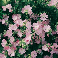 Lavatera thuringiaca