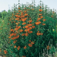 Leonotis leonurus