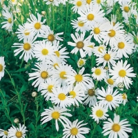 Leucanthemella serotina