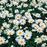 Leucanthemum vulgare