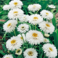 Leucanthemum superbum 'Snehurka'